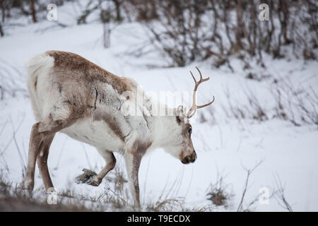 La renna gregge nel selvaggio in inverno Foto Stock