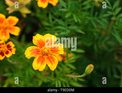 Luminoso e caldo giallo e rosso arancione tagetes fiore e bud non focalizzato con il verde delle foglie e pochi fiori in background. Messa a fuoco selettiva. Biglietto di auguri ba Foto Stock