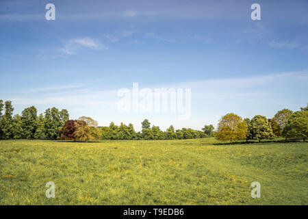 Campagna inglese, campo di prato, alberi, cielo blu in una giornata di sole Foto Stock