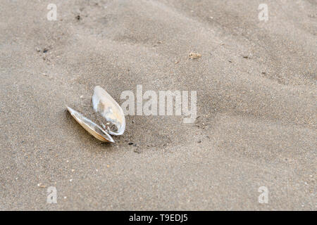 Il clam-come la conchiglia si è incagliata su una spiaggia di sabbia in Cornovaglia. Shell isolata, isolamento, solitario, tutti da solo, in solitaria, conchology. Foto Stock