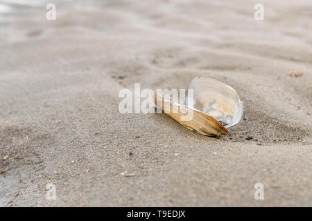 Il clam-come la conchiglia si è incagliata su una spiaggia di sabbia in Cornovaglia. Shell isolata, isolamento, solitario, tutti da solo, in solitaria, conchology. Foto Stock