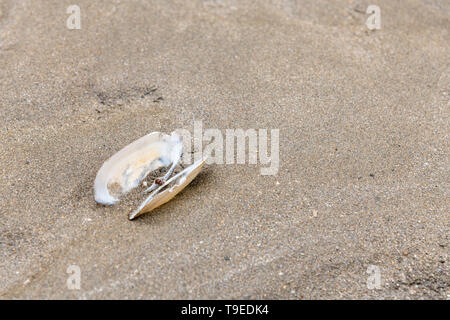 Il clam-come la conchiglia si è incagliata su una spiaggia di sabbia in Cornovaglia. Shell isolata, isolamento, solitario, tutti da solo, in solitaria, conchology. Foto Stock