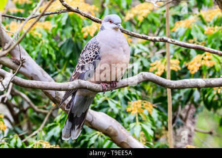 Rock Pigeon seduto su un ramo, Giappone. Foto Stock