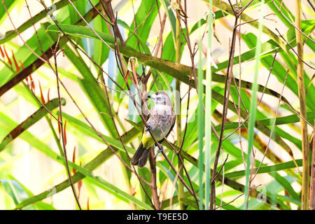 Giallo-sfiatato Bulbul; Pycnonotus goiavier, Bukit thima riserva, Singapore. Foto Stock