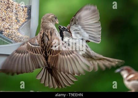 Uccelli di combattimento Foto Stock