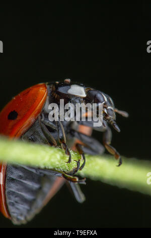 Pretty red ladybug prendendo posizione acrobat in un po' di verde foglia Foto Stock