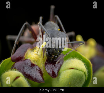 Big camponotus cruentatus ant in posa di una pianta verde ritratto Foto Stock