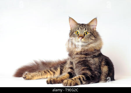 Studio shot di tabby norvegese delle foreste Foto Stock