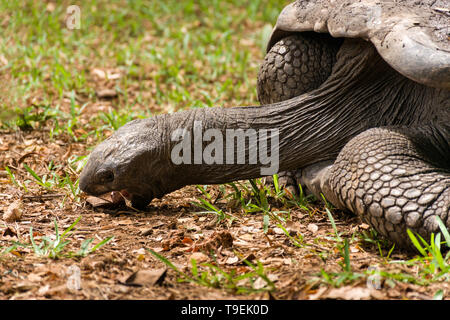 Tartaruga gigante di Aldabra (Aldabrachelys gigantea) mangiare erba Foto Stock