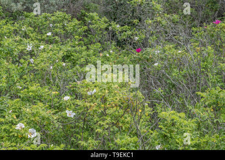 Per la maggior parte bianco fiori di Wild Rose giapponese / Rosa rugosa sulla riva di una spiaggia della Cornovaglia. Il semi-sweet cinorrodi sono commestibili. Foto Stock