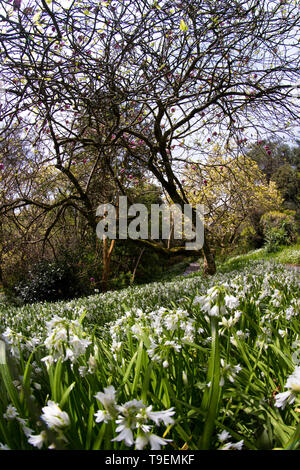 Coleton Fishacre è una proprietà composta di 24 acri di giardino e di una casa di proprietà è stata di proprietà del National Trust dal 1982. Foto Stock