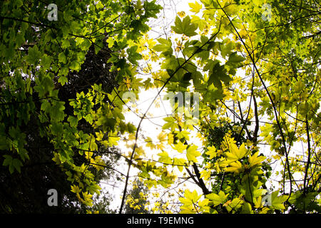 Coleton Fishacre è una proprietà composta di 24 acri di giardino e di una casa di proprietà è stata di proprietà del National Trust dal 1982. Foto Stock