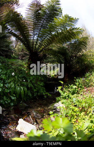 Coleton Fishacre è una proprietà composta di 24 acri di giardino e di una casa di proprietà è stata di proprietà del National Trust dal 1982. Foto Stock