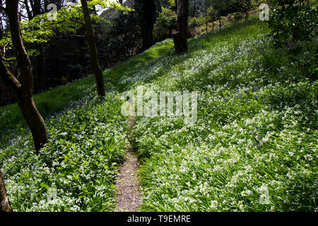 Coleton Fishacre è una proprietà composta di 24 acri di giardino e di una casa di proprietà è stata di proprietà del National Trust dal 1982. Foto Stock