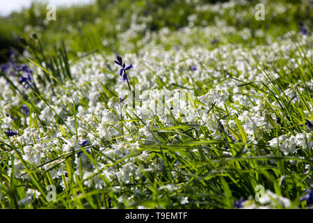 Coleton Fishacre è una proprietà composta di 24 acri di giardino e di una casa di proprietà è stata di proprietà del National Trust dal 1982. Foto Stock