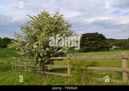 Il biancospino e cedro del Libano albero nella valle Darent dalla medioevale Lullingstone Castle, Kent, uno dei preferiti di Enrico VIII, su un brillante ma nuvoloso giorno di maggio Foto Stock