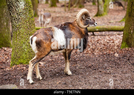 Muflone maschio (Ovis musimon) con grande curva corna in tedesco la foresta. Foto Stock