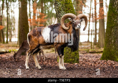 Muflone maschio (Ovis musimon) con grande curva corna in tedesco la foresta. Foto Stock