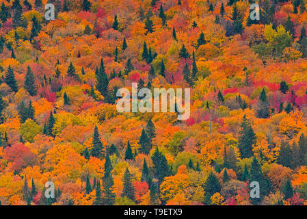 Colori autunnali in Laurentian Mountains. Regione dei Grandi Laghi - SAN LORENZO Zona di foresta. La Mauricie National Park Québec Canada Foto Stock