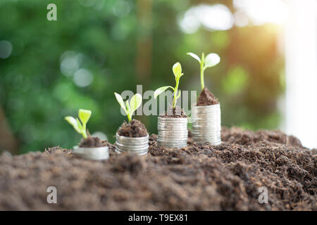 Fase di monete di pile con albero che cresce sulla parte superiore, sullo sfondo della natura, denaro, risparmiando. - Immagine Foto Stock