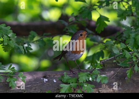 Robin nell'albero Foto Stock