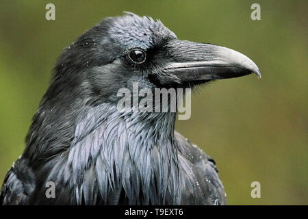 Raven comune, Corvus corax, Icefields Parkway, il Parco Nazionale di Banff, Alberta, Canada Foto Stock