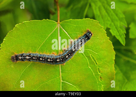 Forest tenda caterpillar (Malacosoma disstria) sulla lamina Kenora Ontario Canada Foto Stock