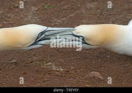 Northern gannet (Morus bassanus) nella colonia Parc national de l'Île-Bonaventura-et-du-Rocher-Percé, Quebec, Canada Foto Stock