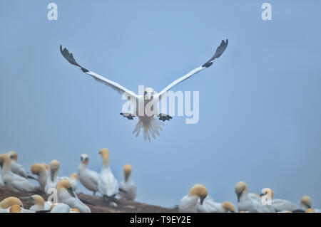 Northern gannet (Morus bassanus) in volo su colonia su Bonaventura Isola (île Bonaventure). Il Parc national de l'Île-Bonaventura-et-du-Rocher-Percé Québec Canada Foto Stock