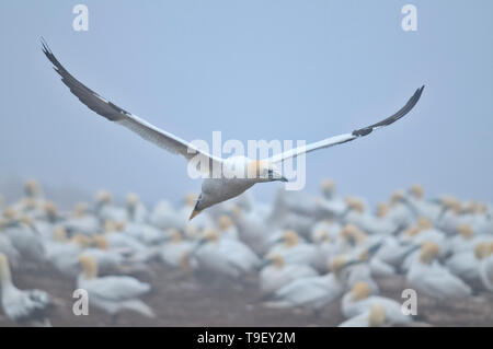 Northern gannet (Morus bassanus) in volo su colonia su Bonaventura Isola (île Bonaventure, il Parc national de l'Île-Bonaventura-et-du-Rocher-Percé, Quebec, Canada Foto Stock