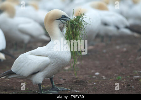 Northern gannet (Morus bassanus) nella colonia su Bonaventura Isola (île Bonaventure) Il Parc national de l'Île-Bonaventura-et-du-Rocher-Percé Québec Canada Foto Stock