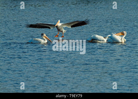 Americano bianco pellicano (Pelecanus erythrorhynchos) sul Lago del Bosco Nestor Falls Ontario Canada Foto Stock