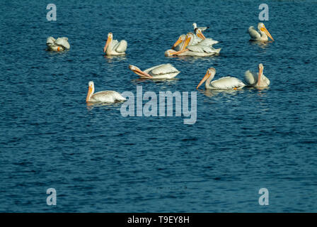 Americano bianco pellicano (Pelecanus erythrorhynchos) sul Lago del Bosco Nestor Falls Ontario Canada Foto Stock