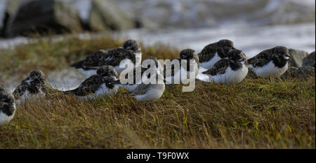 Turnstones in inverno, Southerness, Dumfries Scozia Scotland Foto Stock