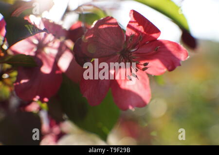 Splendida la clematide bush con grandi e luminose fiori di colore rosa Foto Stock