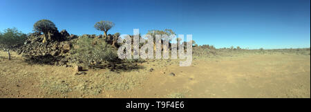 Vista panoramica del fremito di alberi (Aloidendron dichotomum) vicino a Keetmanshoop, Namibia. Foto Stock