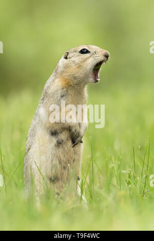 Un adulto Richardson di scoiattolo di terra, Urocitellus richardsonii, le chiamate al suo giovane a Tillebrook Parco Provinciale, Alberta, Canada Foto Stock