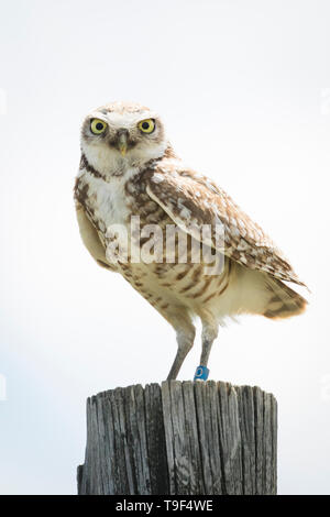 Scavando il gufo, Athene cunicularia, appollaiato su un fencepost vicino a Medicine Hat, Alberta, Canada. Foto Stock