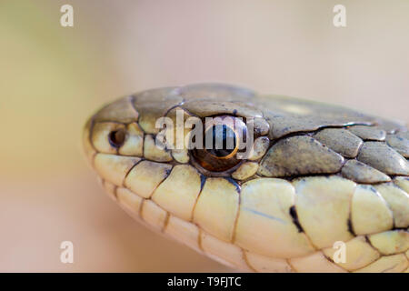 Occhi di serpente vicino. Rettile con scale vista macro. Garter snake nel selvaggio vicino. Foto Stock