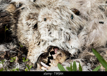 La testa di un morto coyote decadendo nel sun. Close up di morte degli animali. Insetti di mangiare la carcassa di un morto coyote close up. Foto Stock