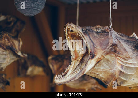 Il baccalà secco appesi per asciugare in un pescatori della casa. Foto Stock