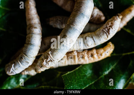 Gruppo capi di bachi da seta, Bombice mori, mangiare le foglie di gelso con i loro denti affilati. Foto Stock