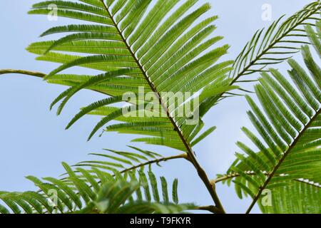 La bellezza della natura Snap di lasciare verde Foto Stock