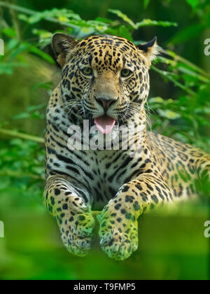 Jaguar - Panthera onca gatto selvatico specie, il solo extant membro del Panthera nativa per le Americhe, Sudovest degli Stati Uniti e il Messico attraverso cento Foto Stock