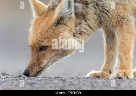Ritratto di culpeo (Lycalopex culpaeus) o fox andina, al deserto Siloli in Eduardo Avaroa fauna Andina riserva nazionale. Il culpeo (Lycalopex cul Foto Stock