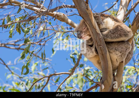 Bellissimo il koala addormentato sulla sommità di un eucalipto contro il cielo blu, Kangaroo Island, Australia Meridionale Foto Stock