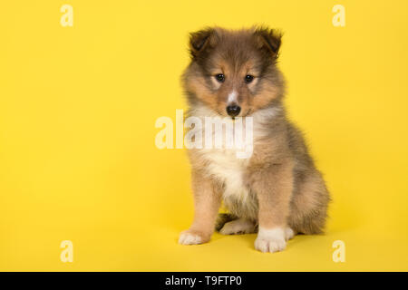 Shetland sheepdog cucciolo seduto su uno sfondo giallo guardando la telecamera Foto Stock