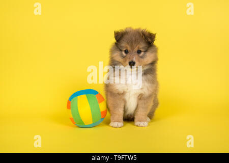 Shetland sheepdog cucciolo seduto su uno sfondo giallo con una sfera colorata Foto Stock