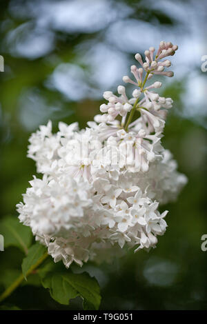 Bianco fiori lilla in piena fioritura su uno sfondo sfocato. Foto Stock