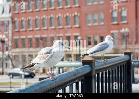 Anello-fatturati gabbiano, Larus delawarensis, nella città di Providence negli Stati Uniti Foto Stock